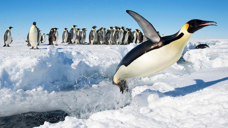 Kaiserpinguin