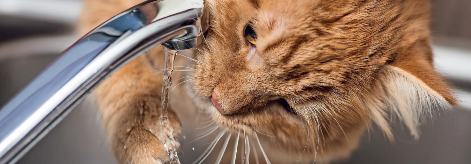 katze-trinken.jpg