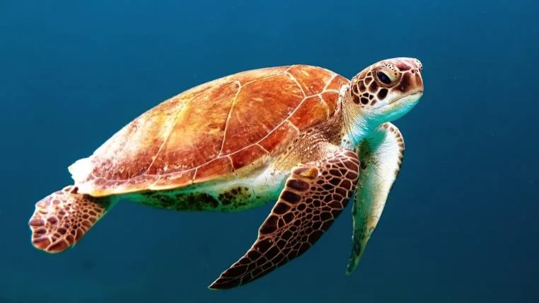 3a0a831d52a3db375b4efd4e68cd590601576ace Schildkröten