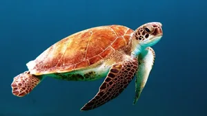 Der Welt-Schildkröten-Tag will auf die Gefährdung des Artenbestandes hinweisen. Zudem hat er zum Ziel,Aktionen zum Schutz der Schildkröten öffentlich bekannt zu machen. Einberufen wurde vor 20 Jahren von der Non-Profit-Naturschutzorganisation American Tortoise Rescure.