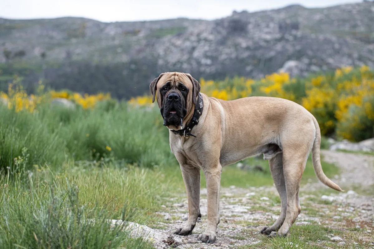 shutterstock_2332277195 Mastiff: Der sanfte Riese mit massiver Grösse und massigem Gewicht