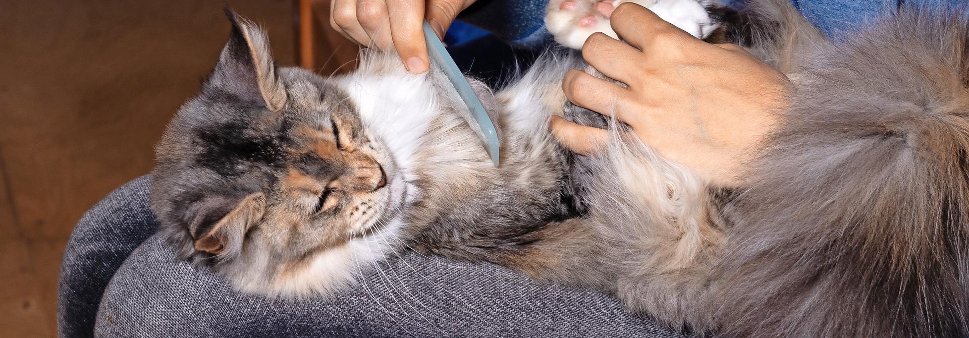 Haare kämmen bei einer Katze