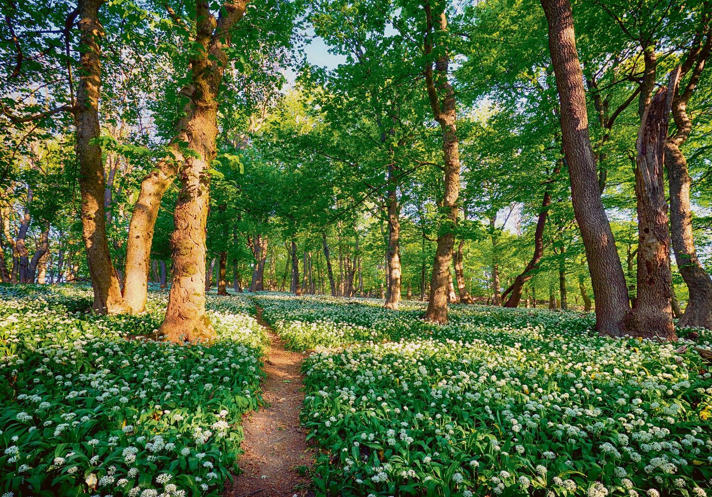 Bärlauchwald