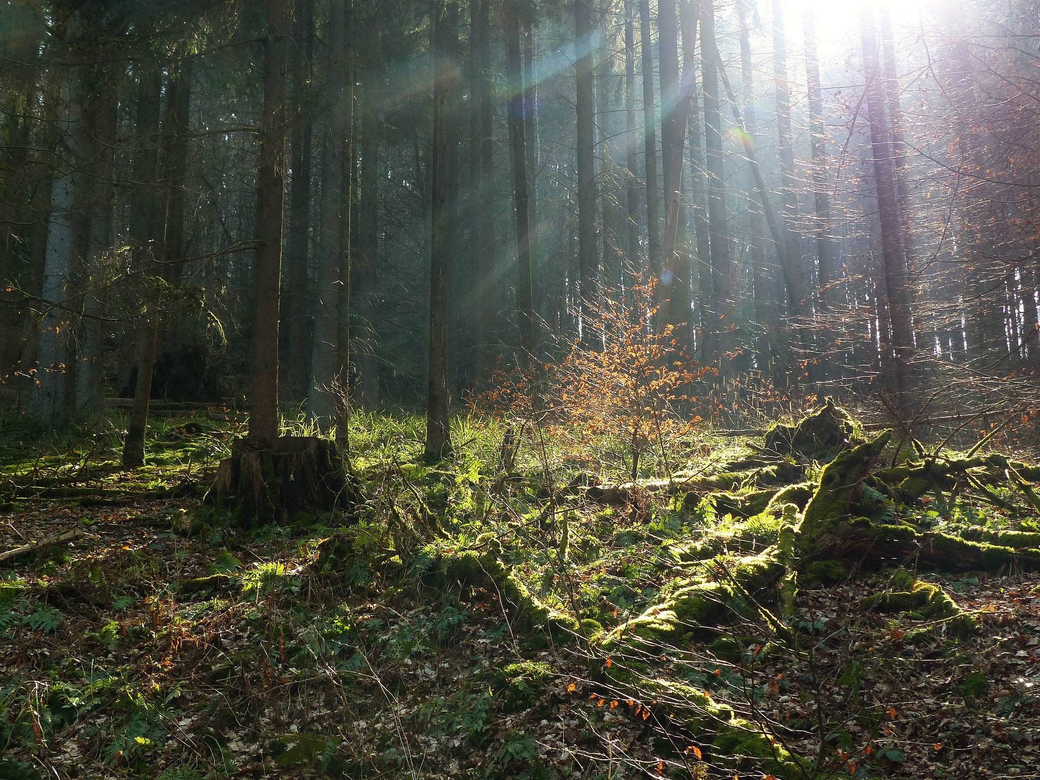 Der Wald als Schatzkammer für Heilmittel und Zutaten