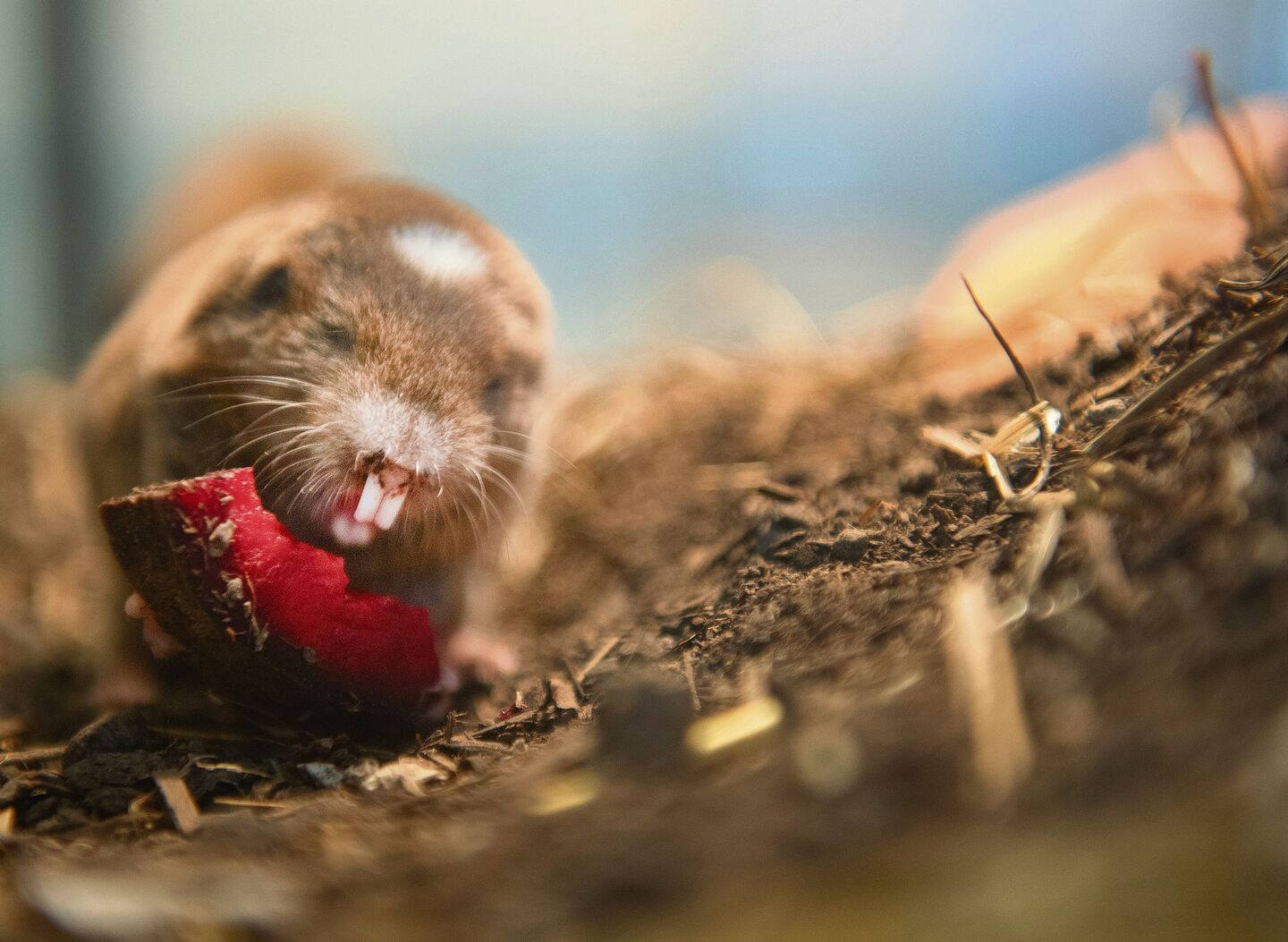 Der Kleingraumull mag es vegetarisch: Seine Leibspeise sind Wurzeln.