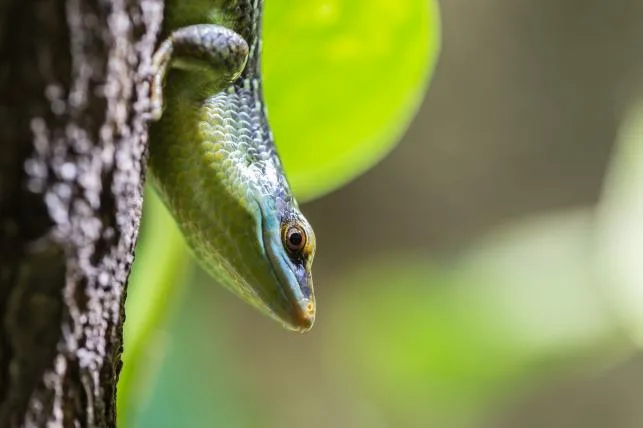 ba9d7d4a478ac605512160486fc3b125c329404f skink0.jpg