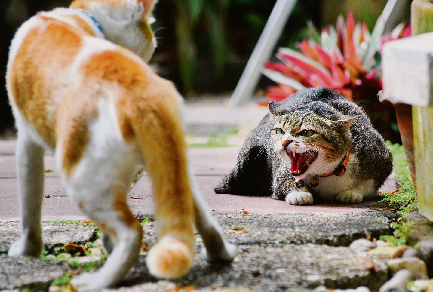 Faucht die alte Katze ihre neue Mitbewohnerin an, ist dies ein Fall für die Tierpsychologin.