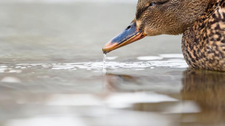 Ente in der Emme