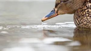 Neue Kraftwerkpläne im Kanton Luzern: Das Wasser wird, nachdem es die Turbinen angetrieben hat, zurück in die Waldemme geführt und dann durch die Lammschlucht fliessen (Themenbild).