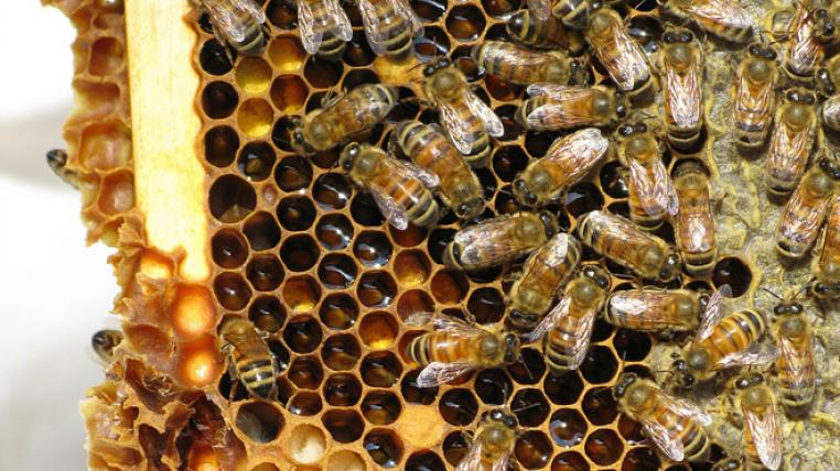 honey-bees-91618_1280_s.jpg