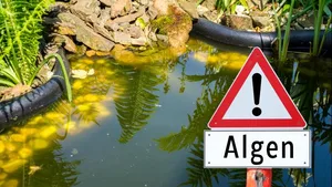 Blaualgen helfen bei der Forschung und liefern neue Erkenntnisse: Die Toleranz von Pflanzen gegenüber hohen oder schwankenden Lichtintensitäten zu verbessern könnte die Produktivität erhöhen und ist auch vor dem Hintergrund des weltweiten Klimawandels sehr interessant.