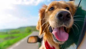 Ferien ja, aber nur mit dem Golden Retriever: Wer sein Haustiere in den Urlaubmitnehmen will, ist mitunter um Reisetipps gut beraten. Blättern Sie sich durch unsere Bildstrecke.