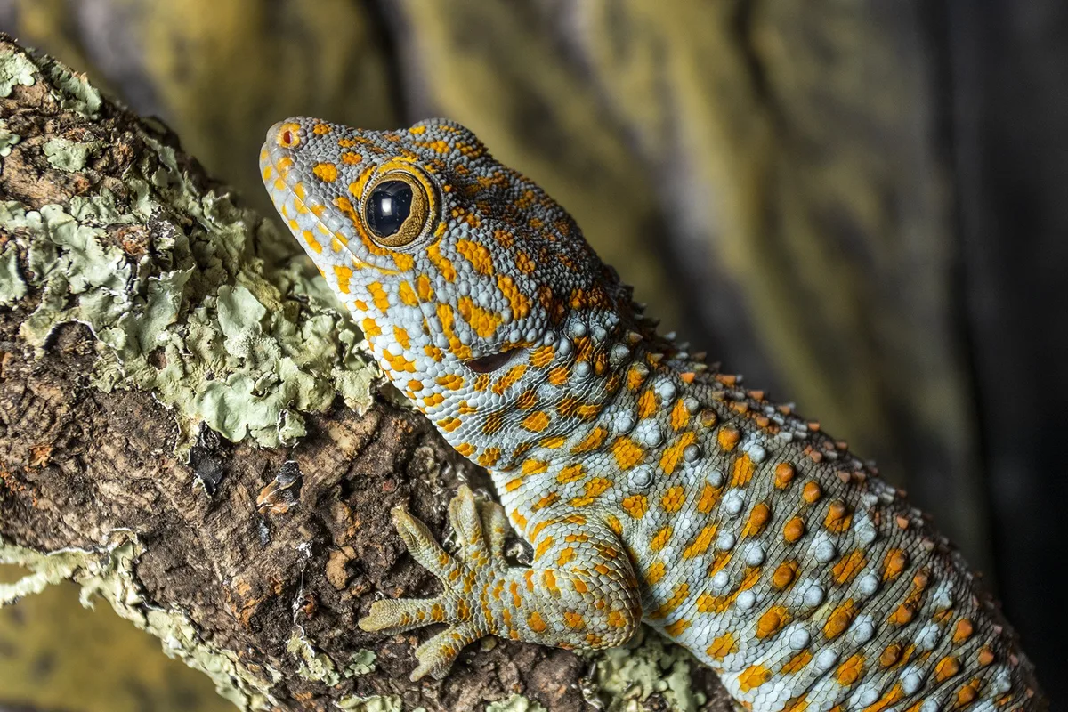 20230220_Medienmitteilung_UniBE_Geckos_Geruch_1_Gecko__c_Francesca_Angiolani Geckos erkennen eigenen Geruch