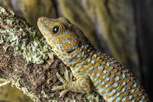 Innerhalb der Geckos findet sich ein breites Spektrum an Sozialstrukturen und Lebensräumen.
