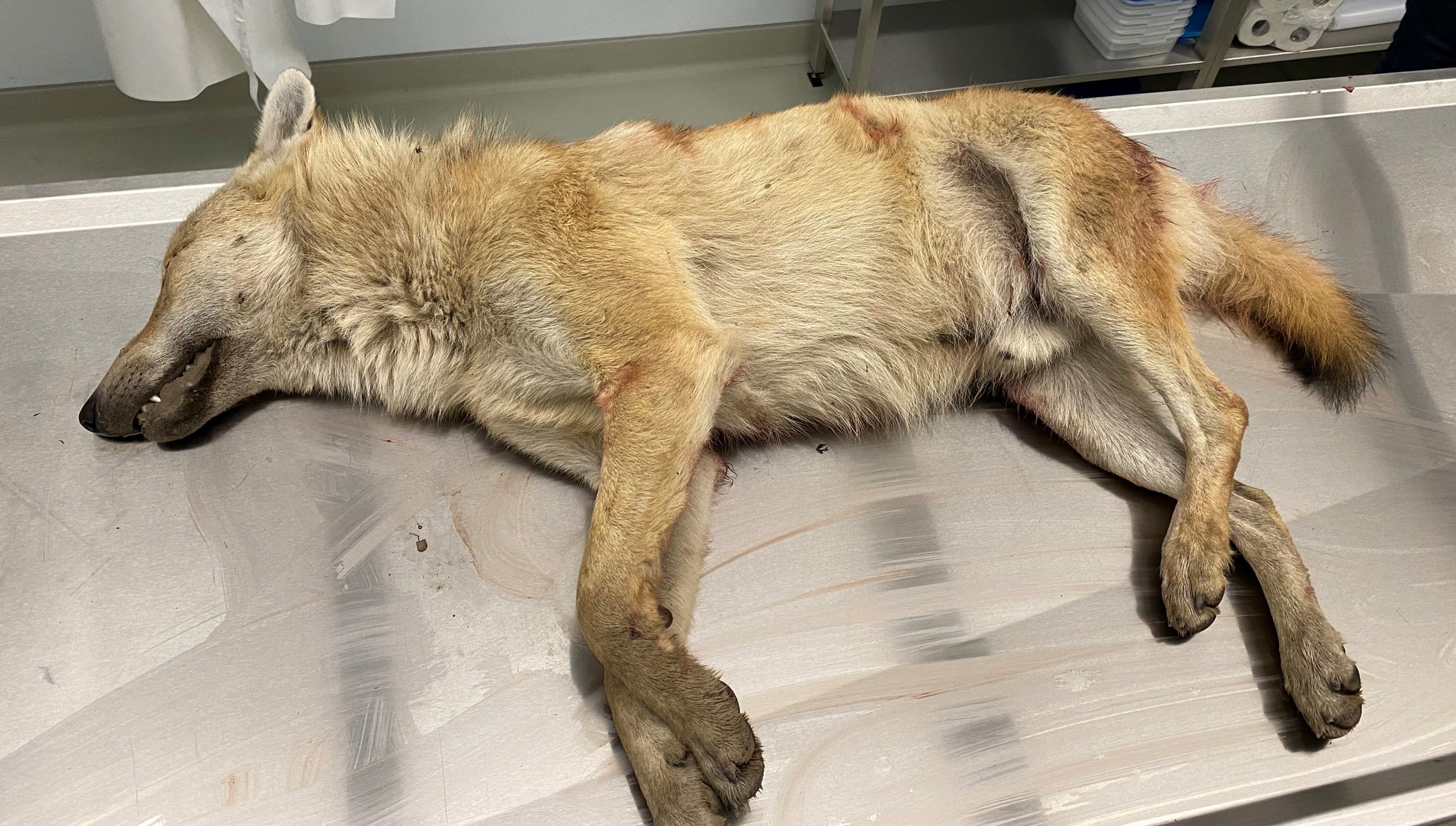 Wolfshybride in Graubünden erlegt