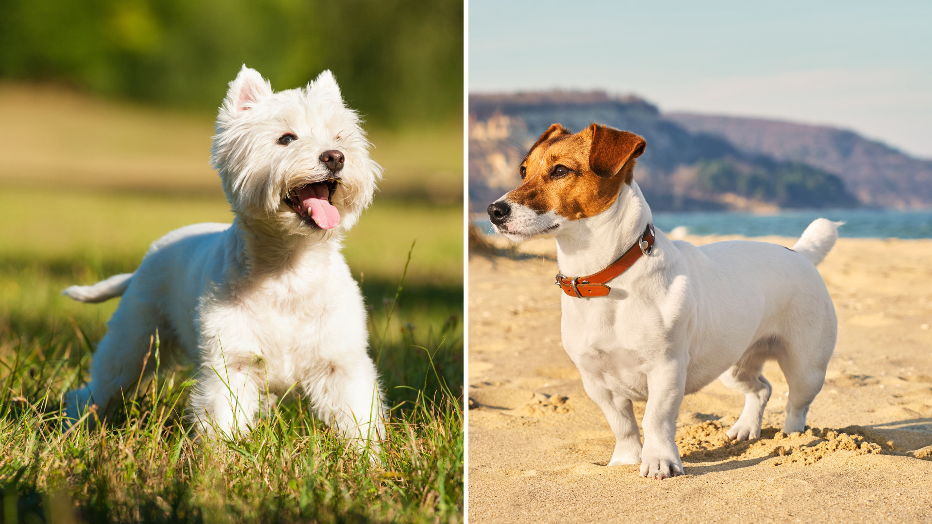 Sind Sie ein Terrier-Experte?