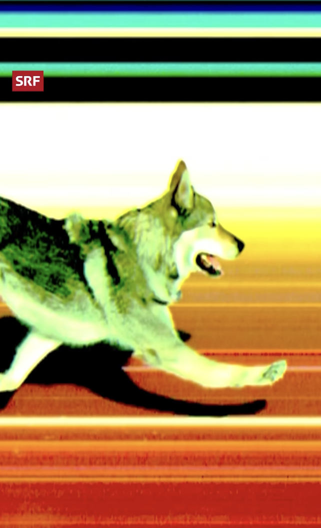 Wolfhund Nazgûl stiehlt in der Olympia-Langlauf-Qualifikation allen die Show
