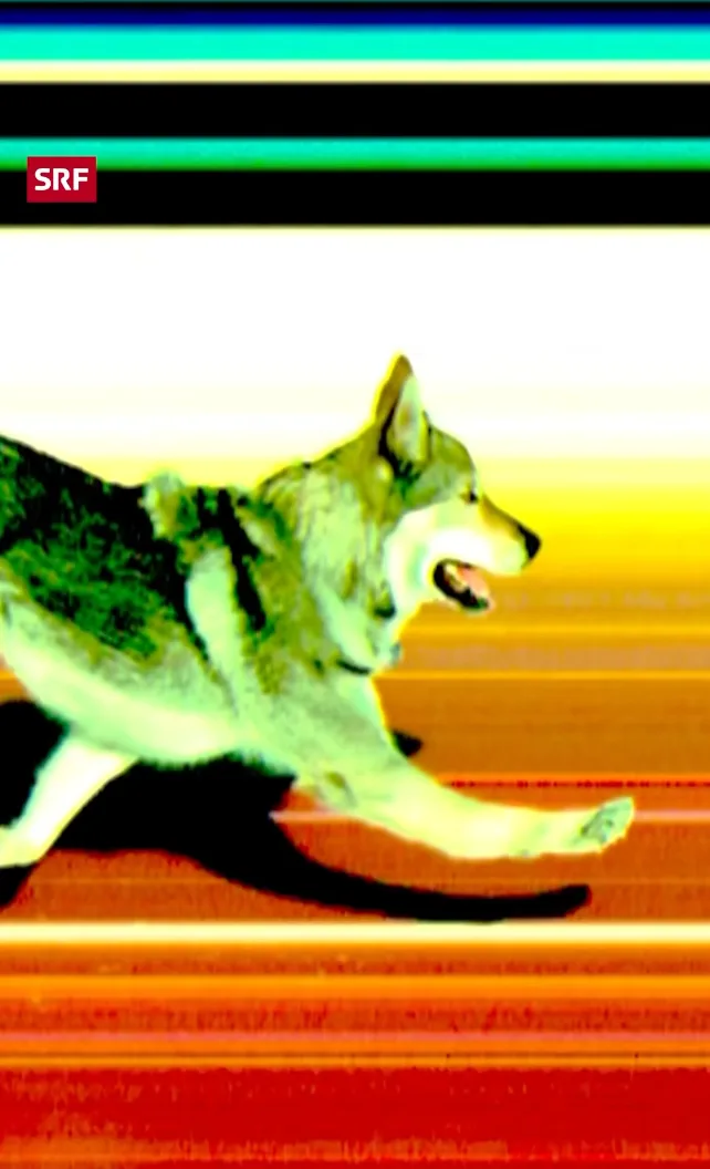 Bildschirmfoto_2026-02-18_um_15.34.35 Wolfhund Nazgûl stiehlt in der Olympia-Langlauf-Qualifikation allen die Show