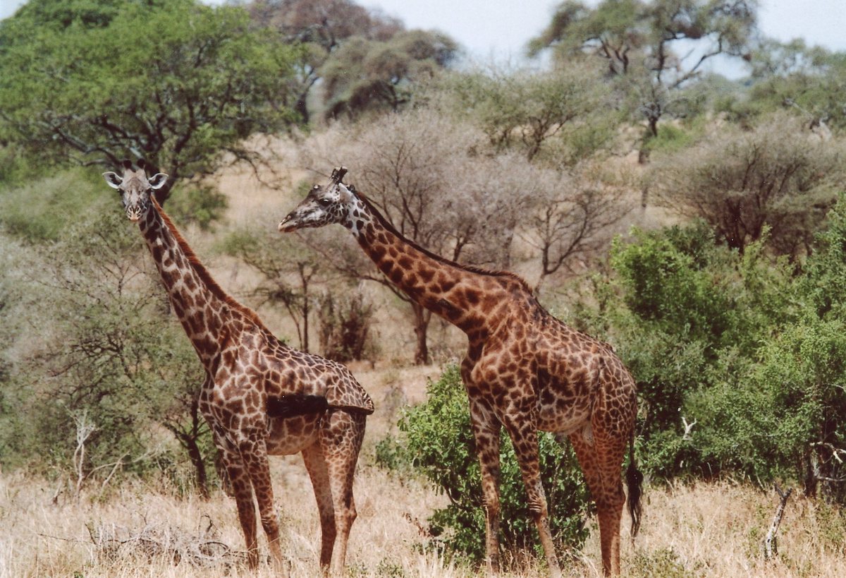 14 weitere Fragen zu Giraffen