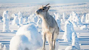 Das junge Rentier Ailo erkundet die Winterlandschaft Lapplands.