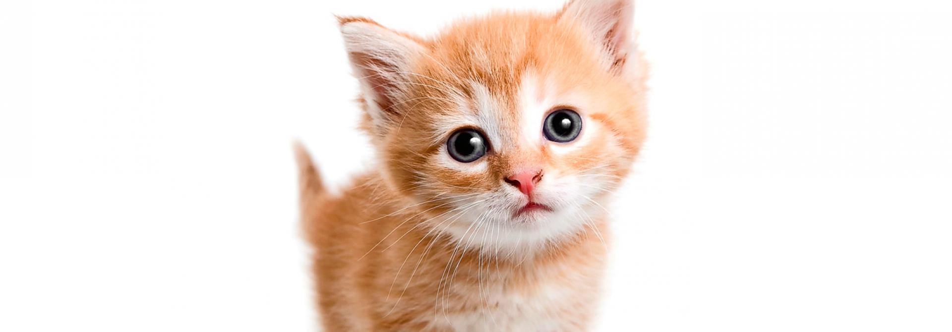 neue-katze-anschaffen.jpg