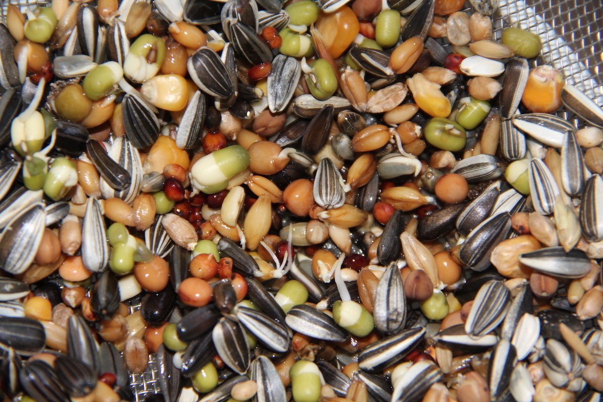 Keimfutter ist vitaminreich