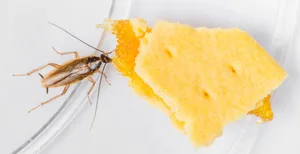 Gewisse Tierarten wie die Deutsche Schabe sollten nicht mit Hausmitteln bekämpft werden. Wo ein Tier ist, sind meist mehrere und eine professionelle Bekämpfung ist sinnvoll.