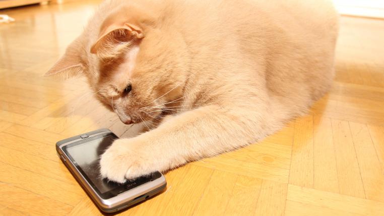 ipadkatze.jpg