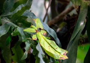 Das Wandelnde Blatt (Phyllium gigantea) kommt aus Asien.