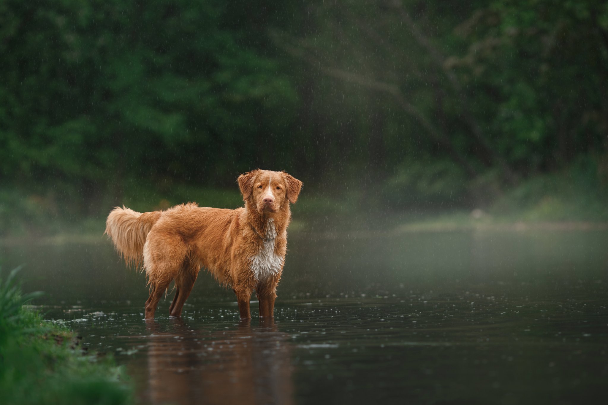 Nova Scotia Duck Tolling Retriever – der plantschende Hund