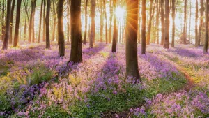 Bäume bilden mit ihren Blättern und Ästen eine wärmedämmende Schicht über dem Wald.