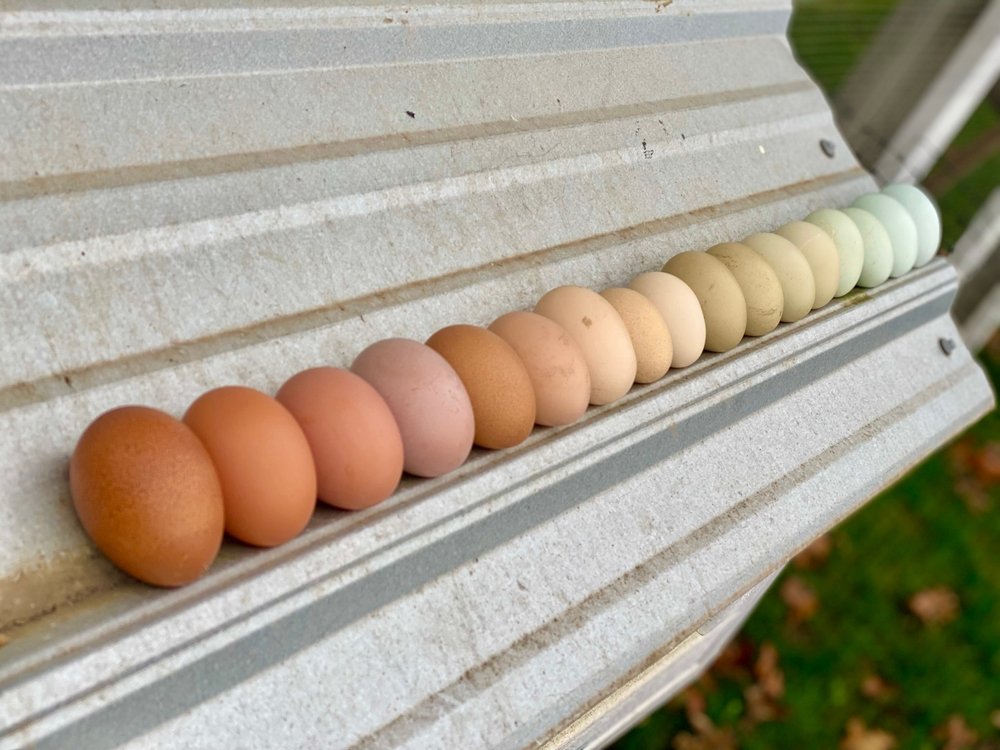 Eier: bunte Brut