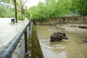 Der Berner Tierpark Dählhölzli ist überflutet. Nicht allen scheint das etwas auszumachen.