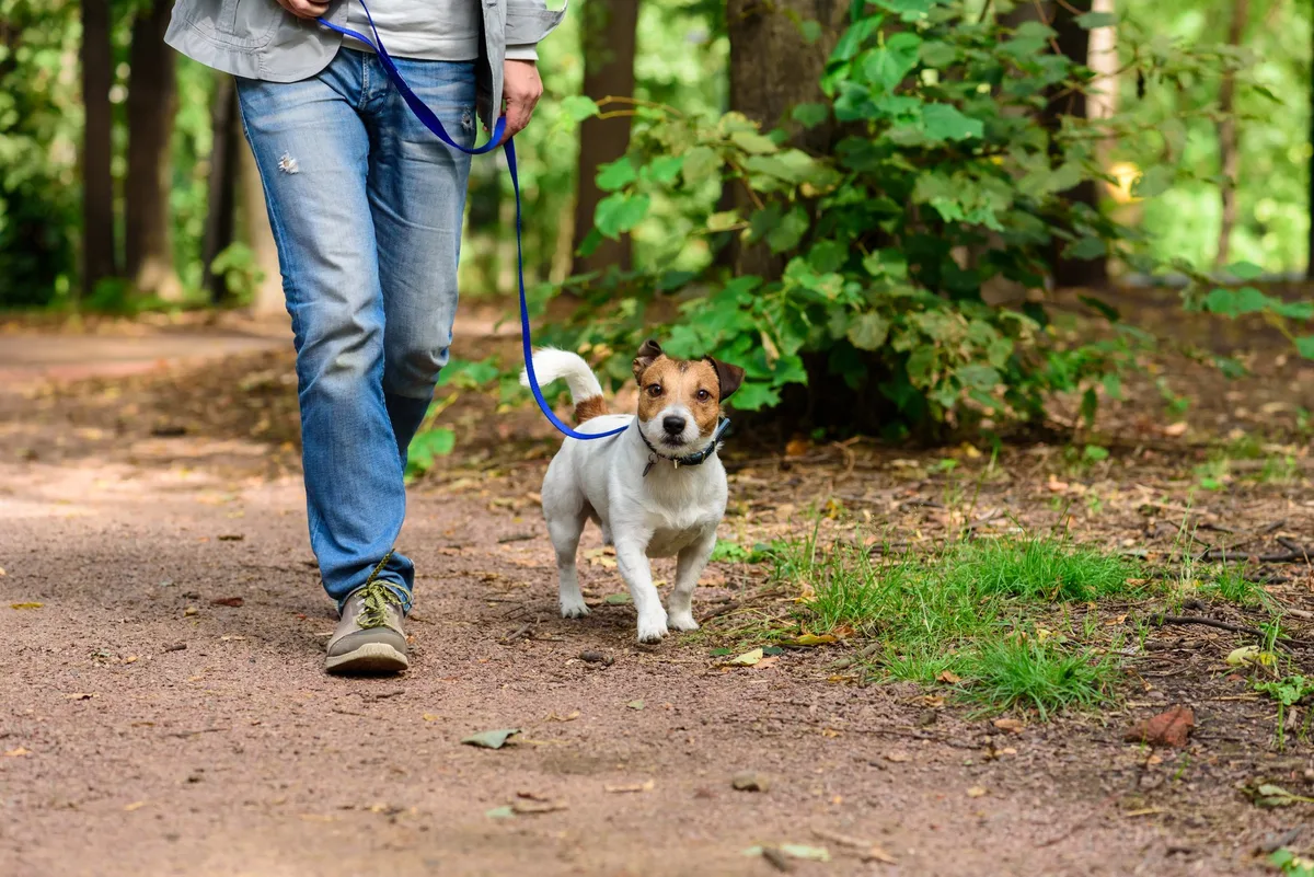 shutterstock_1075180763 Vielerorts gilt im Frühling Leinenpflicht – zum Schutz von Wild und Hunden