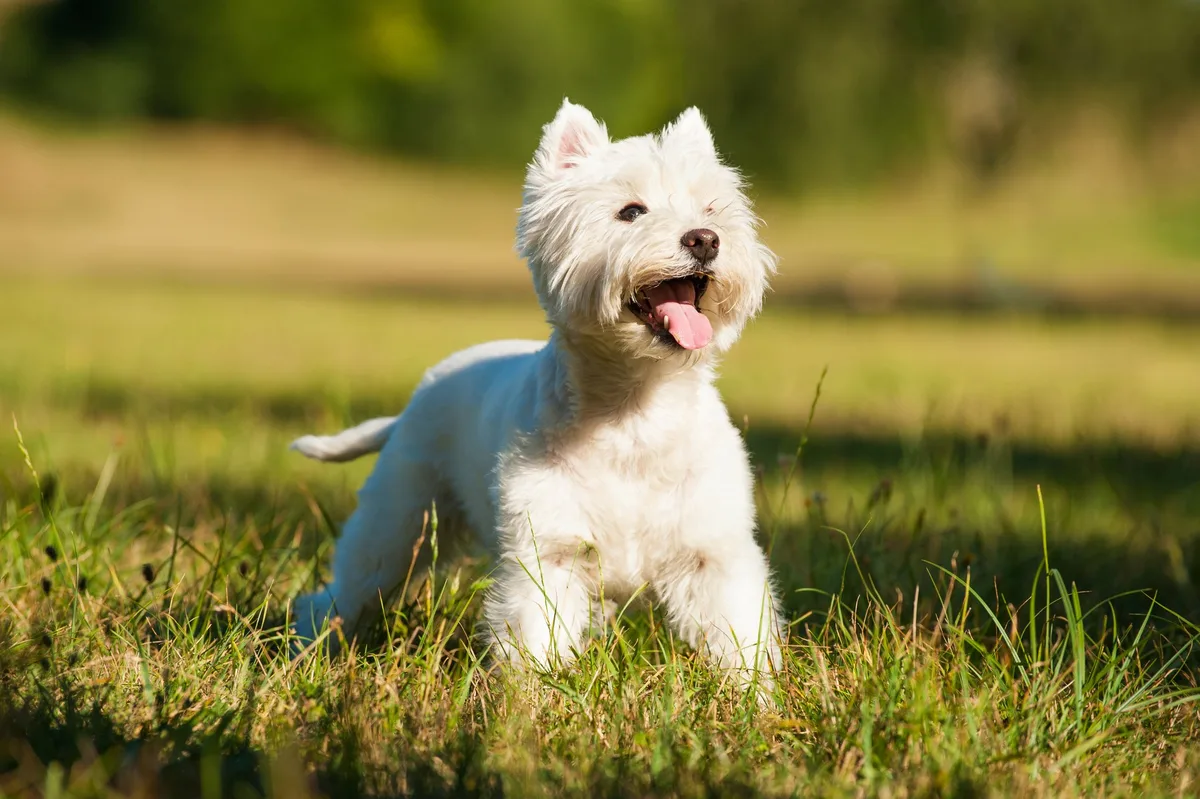 shutterstock_1101539561 West Highland White Terrier – der charmante Draufgänger