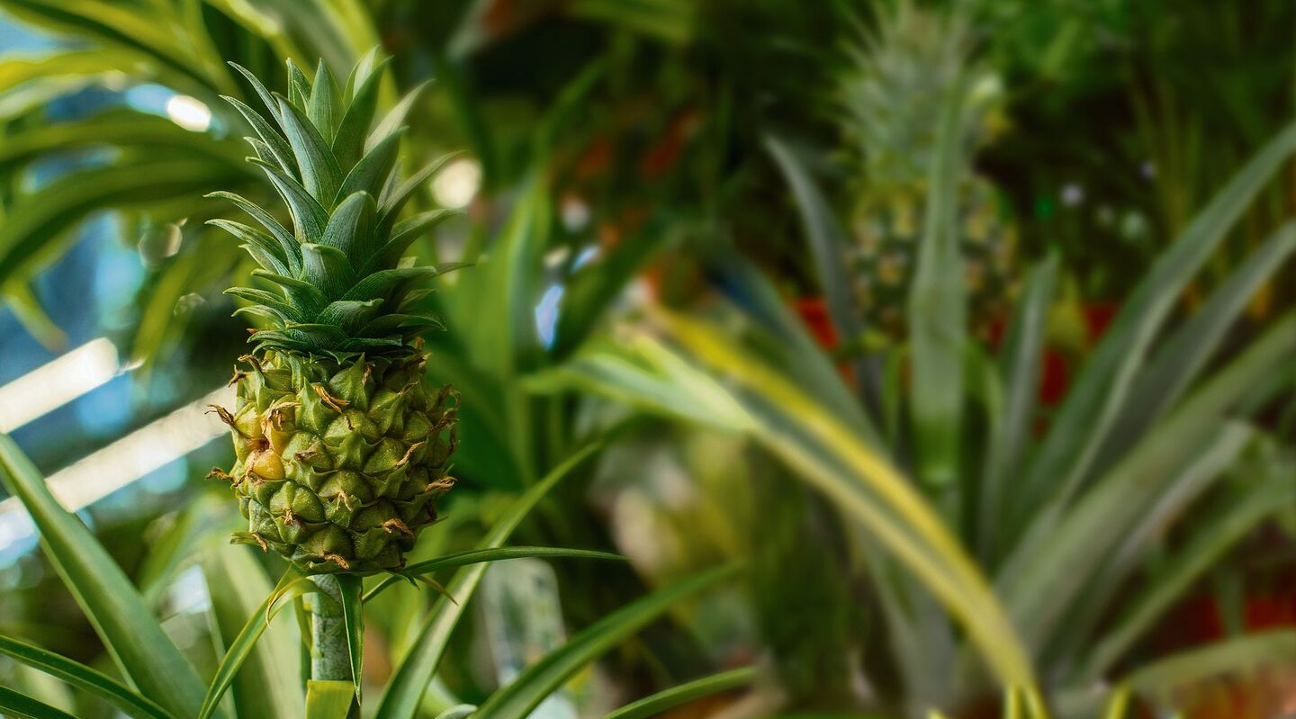 So zieht man eine Ananas mit der Regrowing-Methode