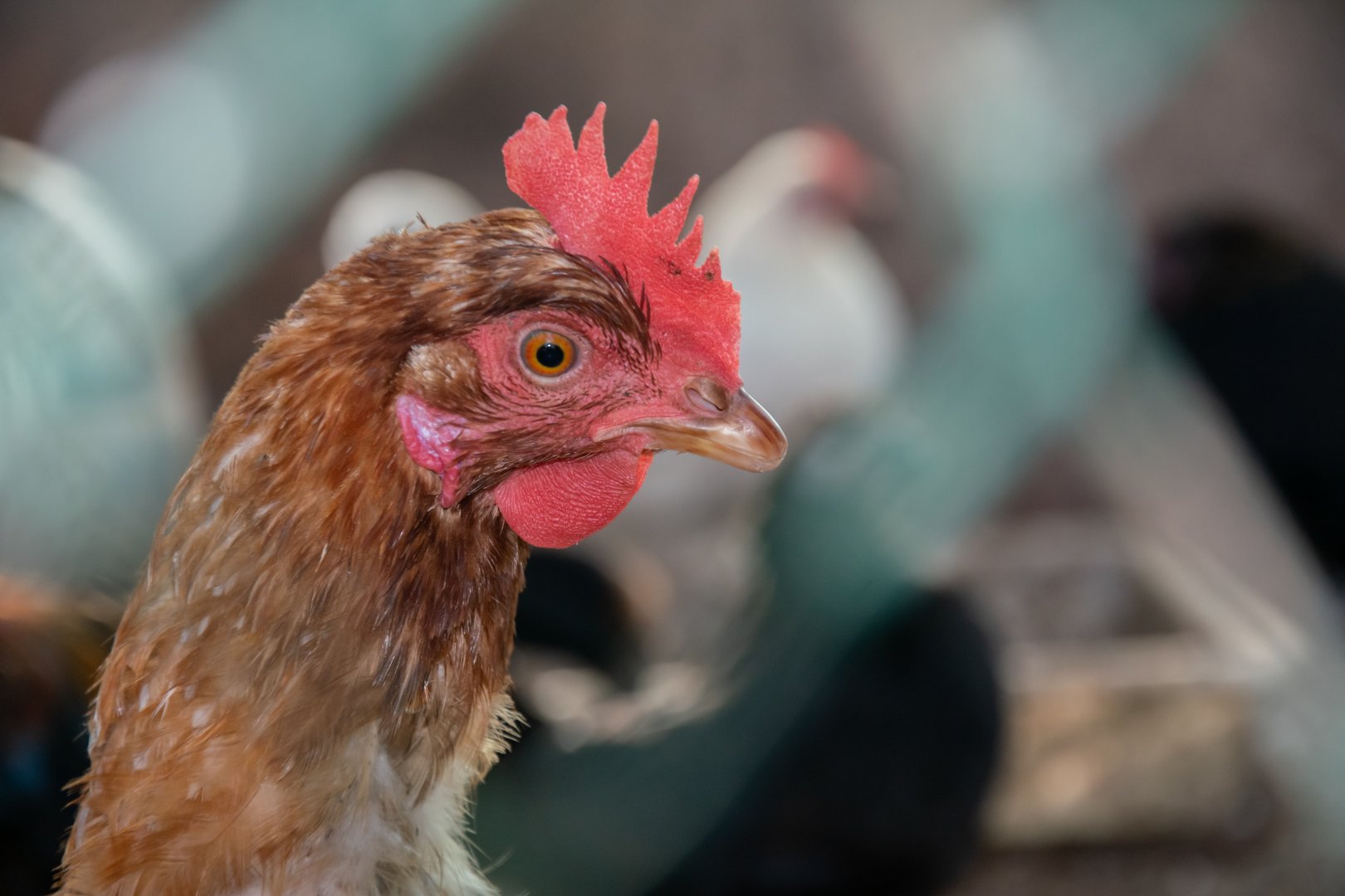 Vogelgrippe zurück in der Schweiz