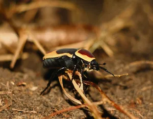 Ein Kongo-Rosenkäfer geht krabbelnd seines Wegs.