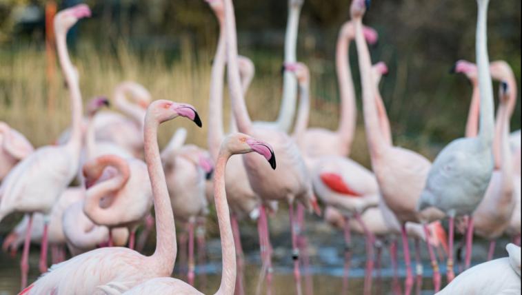 Flamingos im Zoo Basel