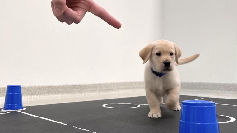 Hundewelpe folgt menschlichem Finger