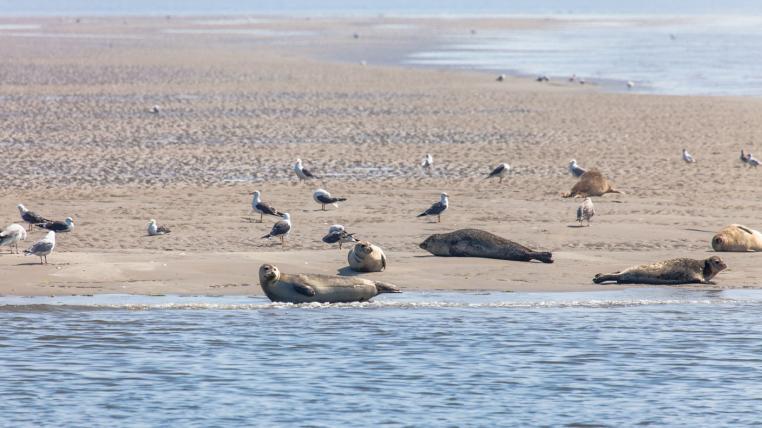 Robben und Vögel im Wattenmeer