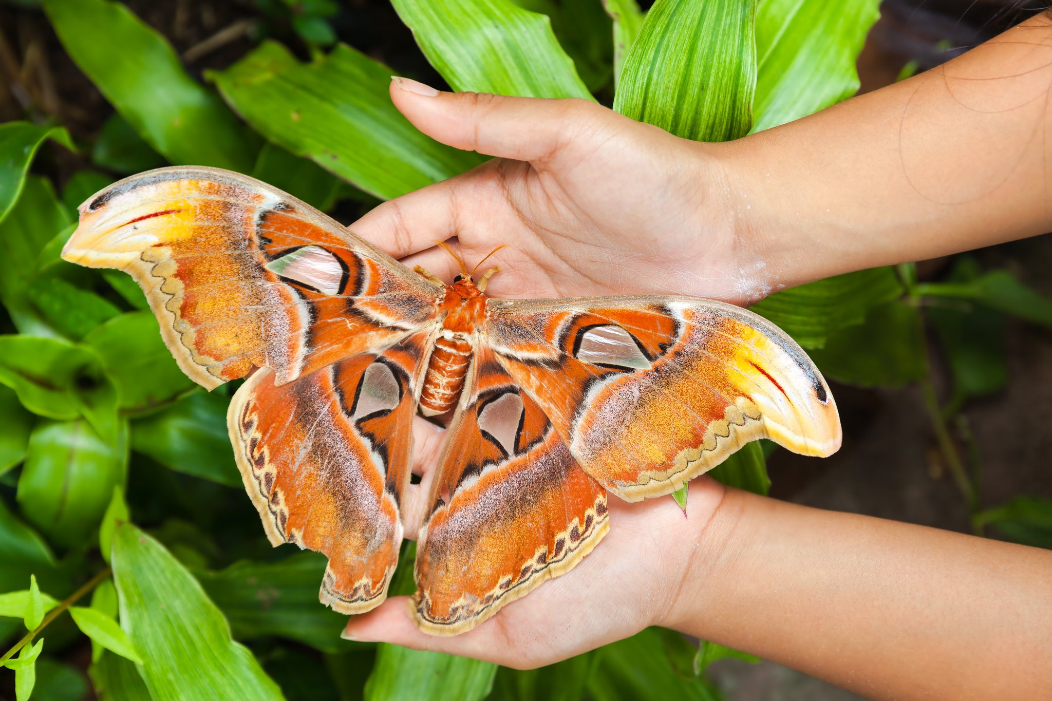 Diese Insekten brechen Rekorde