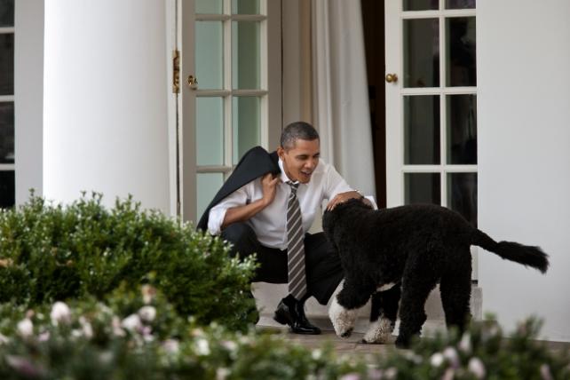 03-Bo_and_Obama_2012.jpg