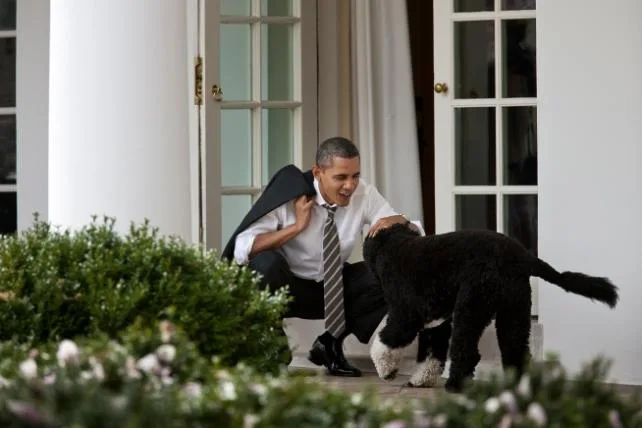 a55fec186a762f1969c9d579dfed018b782eff42 03-Bo_and_Obama_2012.jpg