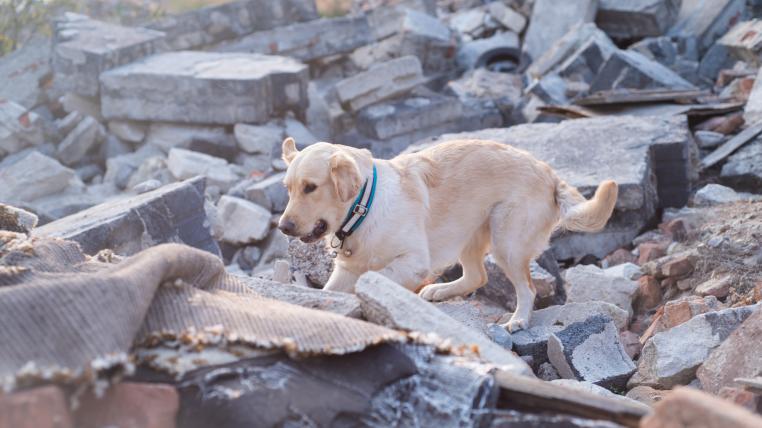 Erdbeben Suchhund