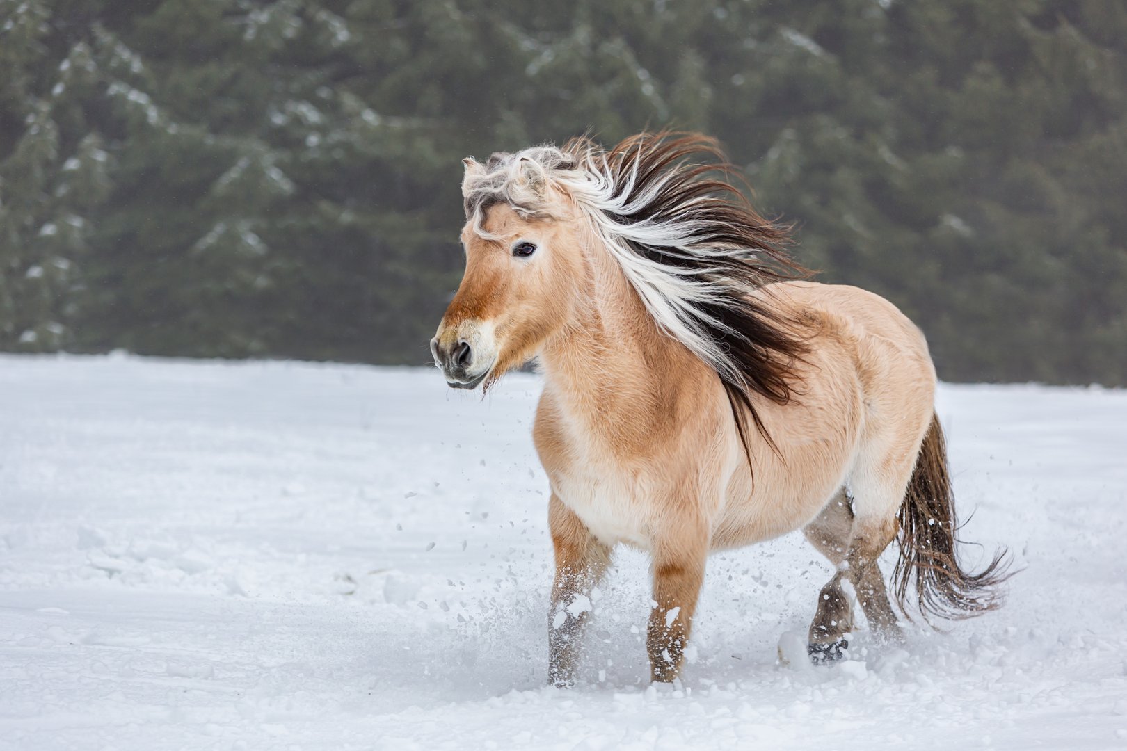 Norwegisches Fjordpferd: Uriges Pony aus dem hohen Norden