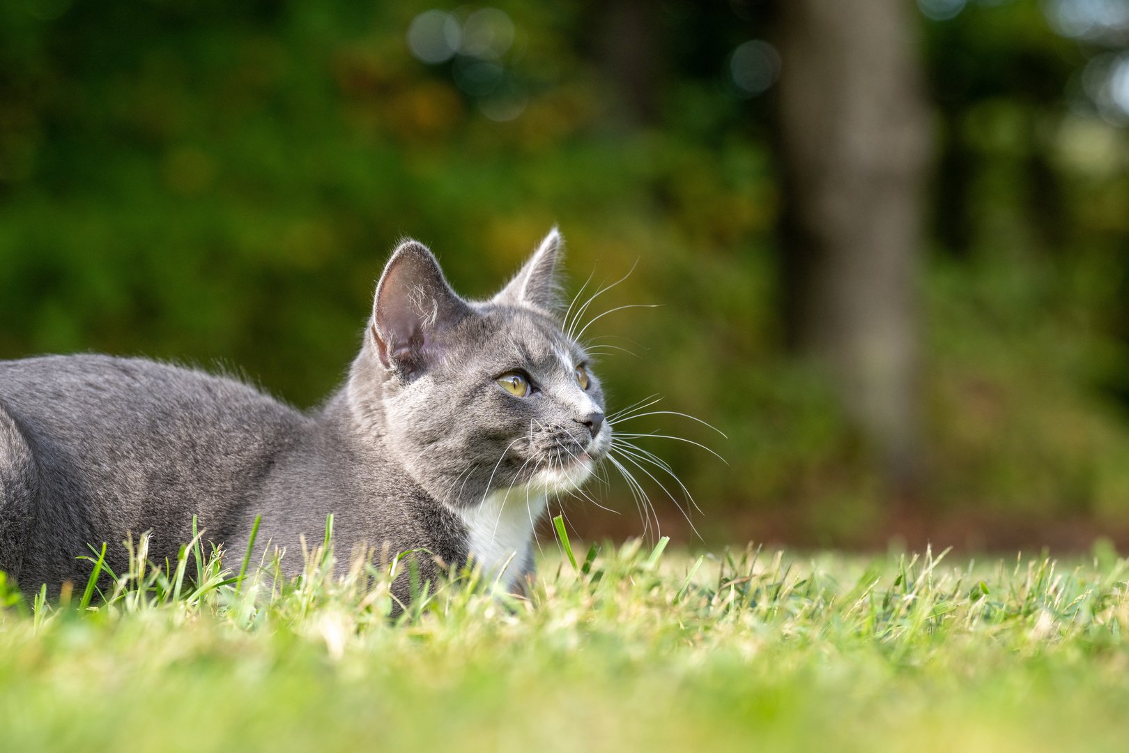 Deckt wau-miau bei Katzen auch typische Krankheiten wie Katzenschnupfen oder Diabetes?