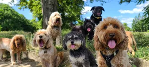 «Wenn ein Hund stört, liegt es fast immer daran, dass der Mensch ihm nicht gerecht wird», sagt Hundetrainerin Katharina Marioth.