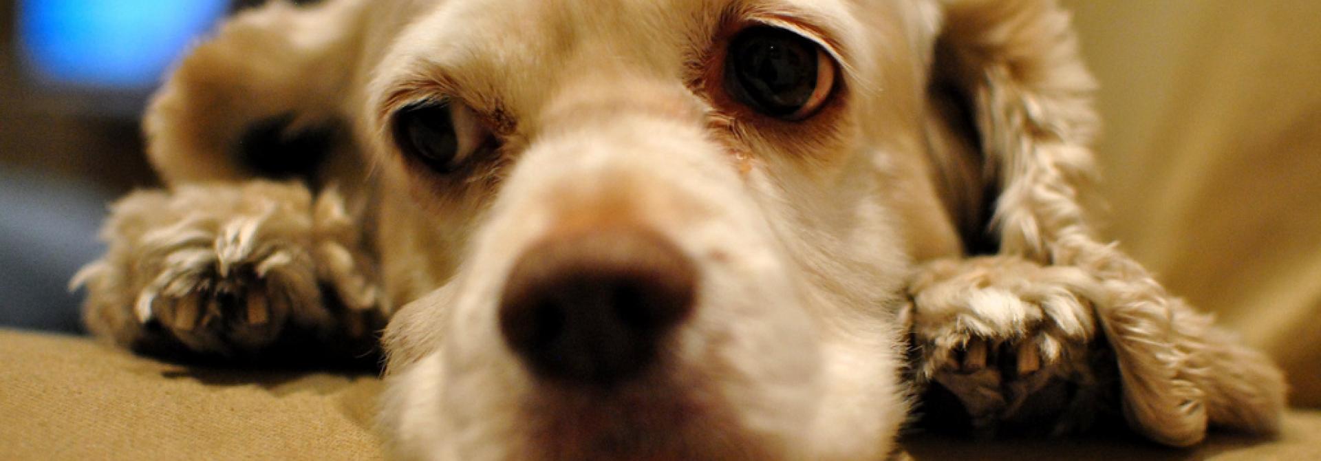 saddog.jpg
