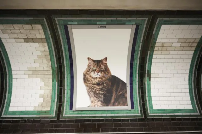 1a284926d63e89cd4735b8fd36c0f57429200058 01-cats1.jpg